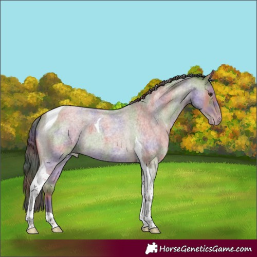 Horse Color:Nacre Classic Champagne Roan Tobiano 