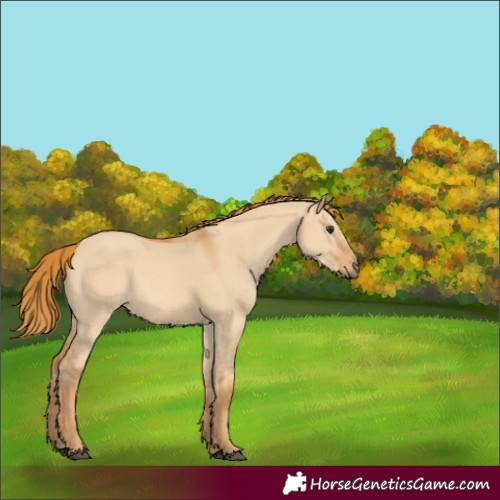 Horse Color:Red Dun 