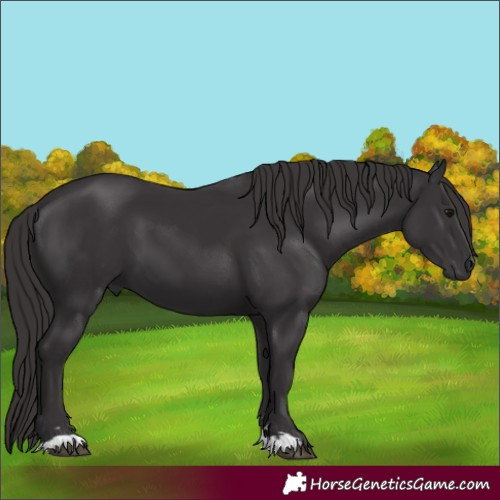Horse Color:Smoky Black 