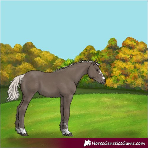 Horse Color:Silver Black 