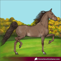 Horse Color:Liver Red Dun