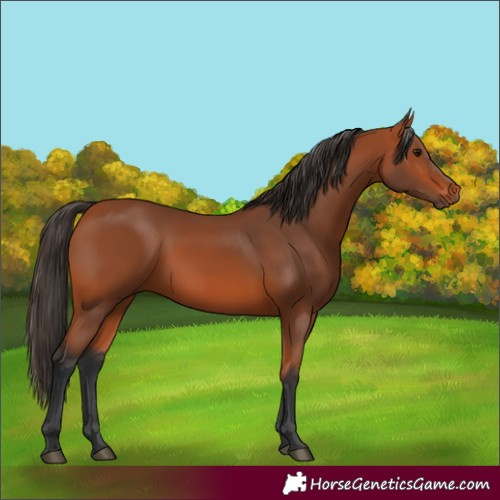 Horse Color:Bay 
