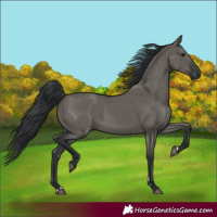 Horse Color:Grullo 