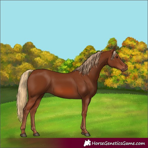 Horse Color:Chestnut 