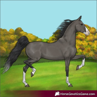 Horse Color:Grullo Splash 