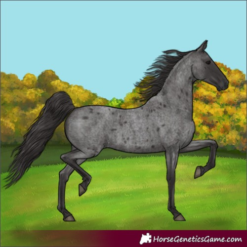 Horse Color:Smoky Blue Roan 