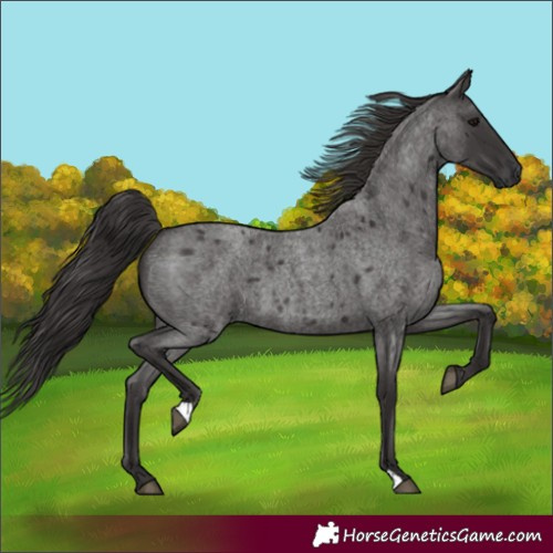 Horse Color:Smoky Blue Roan 