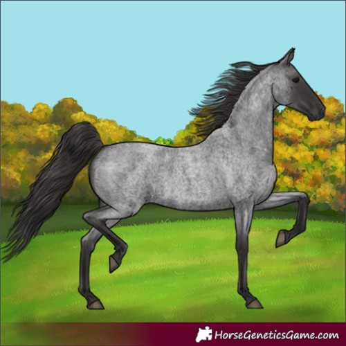 Horse Color:Smoky Blue Roan 