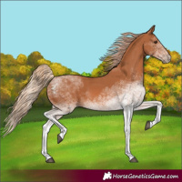 Horse Color:White Spotted Chestnut 