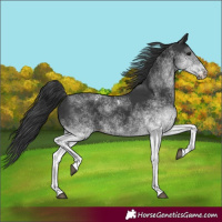Horse Color:White Spotted Black