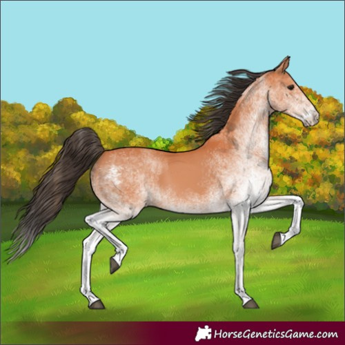 Horse Color:White Spotted Bay
