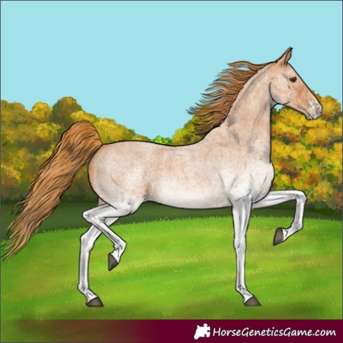 Horse Color:White Spotted Red Roan 