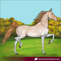 Horse Color:White Spotted Red Roan 