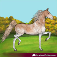 Horse Color:White Spotted Chestnut 