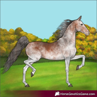 Horse Color:White Spotted Bay 