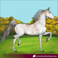 Horse Color:White Spotted Bay 