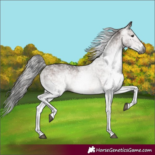 Horse Color:Gray White Spotted Bay 