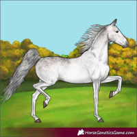 Horse Color:Gray White Spotted Bay