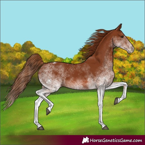 Horse Color:White Spotted Chestnut