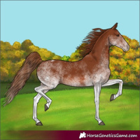 Horse Color:White Spotted Chestnut 