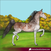 Horse Color:White Spotted Bay 