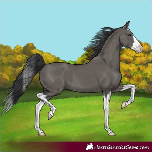 Horse Color:Grullo Splash 