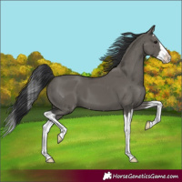 Horse Color:Grullo Splash 
