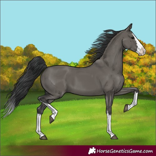 Horse Color:Grullo Splash 