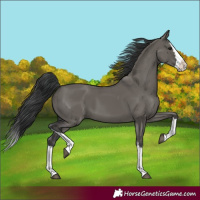 Horse Color:Grullo Splash 