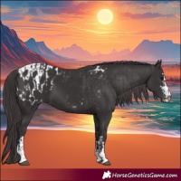 Horse Color:Smoky Black  and Smoky Black Appaloosa 