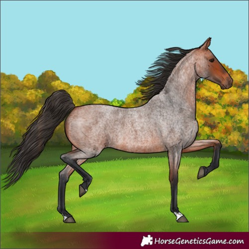 Horse Color:Bay Roan 