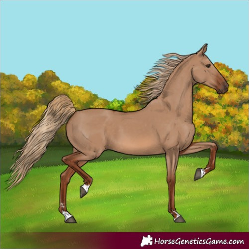 Horse Color:Red Dun 