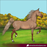 Horse Color:Red Dun 