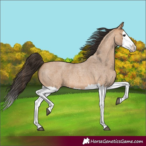 Horse Color:Bay Roan Dun Splash 