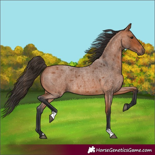 Horse Color:Unknown 