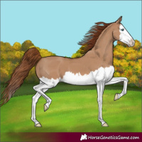 Horse Color:Red Dun Splash 