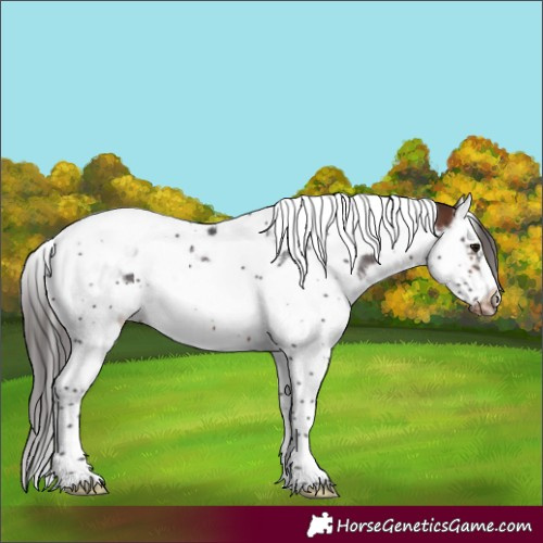 Horse Color:Brown Splash Tobiano Frame Appaloosa 