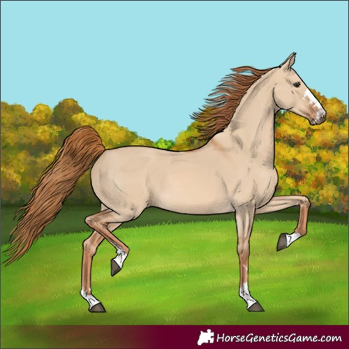 Horse Color:Red Dun 