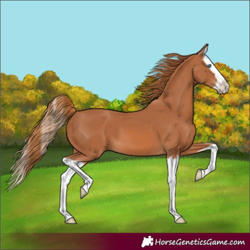 Horse Color:Chestnut Splash 