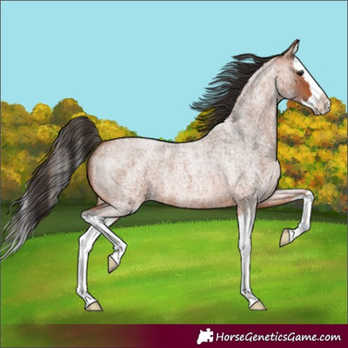 Horse Color:Bay Roan Splash 