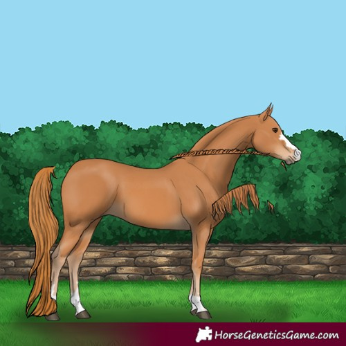 Horse Color:Chestnut 