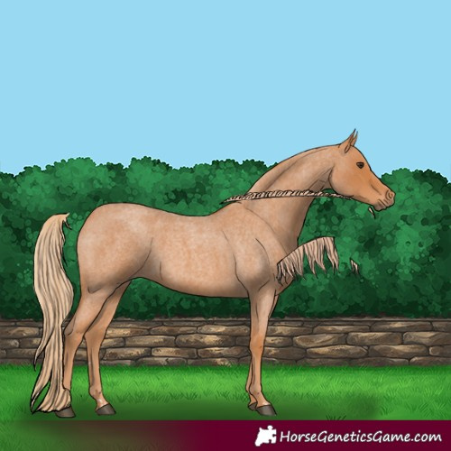 Horse Color:Red Roan 