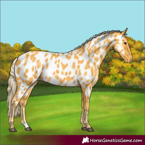 Horse Color:Palomino Appaloosa