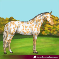 Horse Color:Palomino Appaloosa 