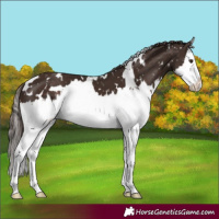 Horse Color:White Spotted Liver Chestnut Splash Snowflake Varnish