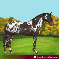 Horse Color:White Spotted Liver Chestnut Blanket