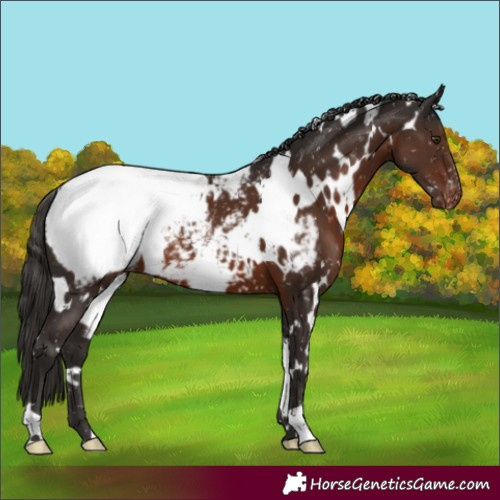 Horse Color:White Spotted Liver Chestnut Appaloosa