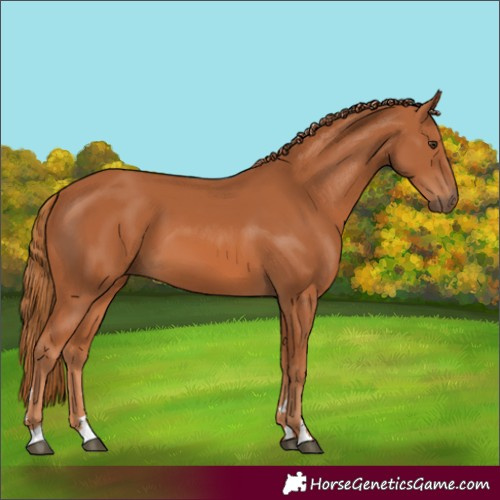Horse Color:Chestnut 