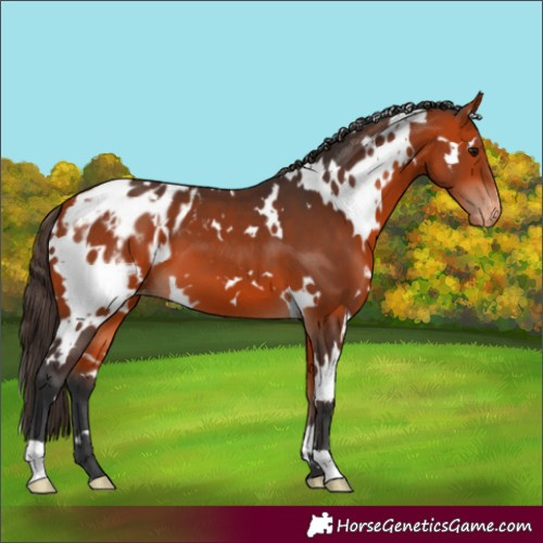 Horse Color:White Spotted Bay Appaloosa