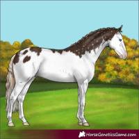 Horse Color:Liver Chestnut Splash Appaloosa 